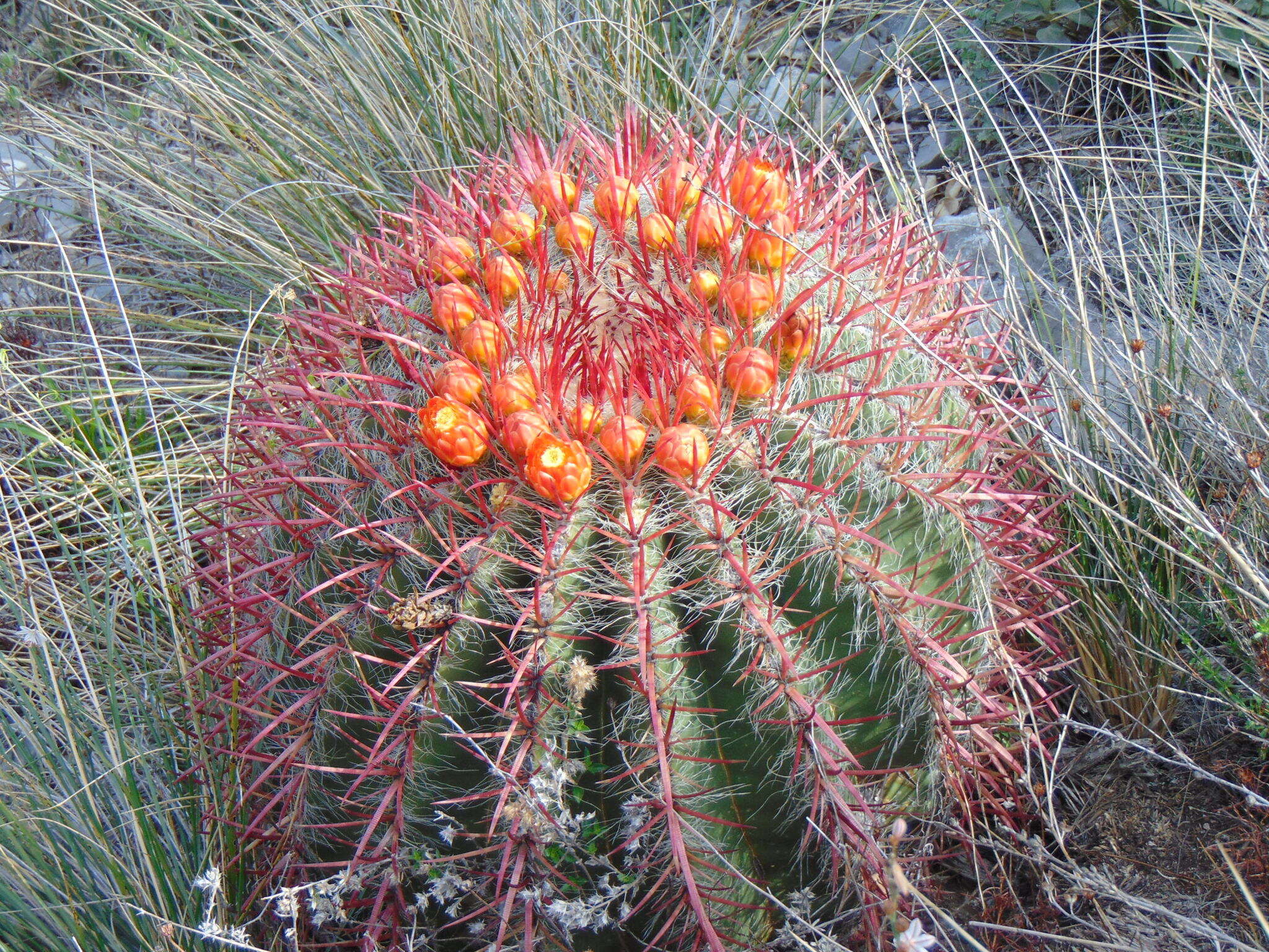 Ferocactus pilosus (Galeotti) Werderm. resmi