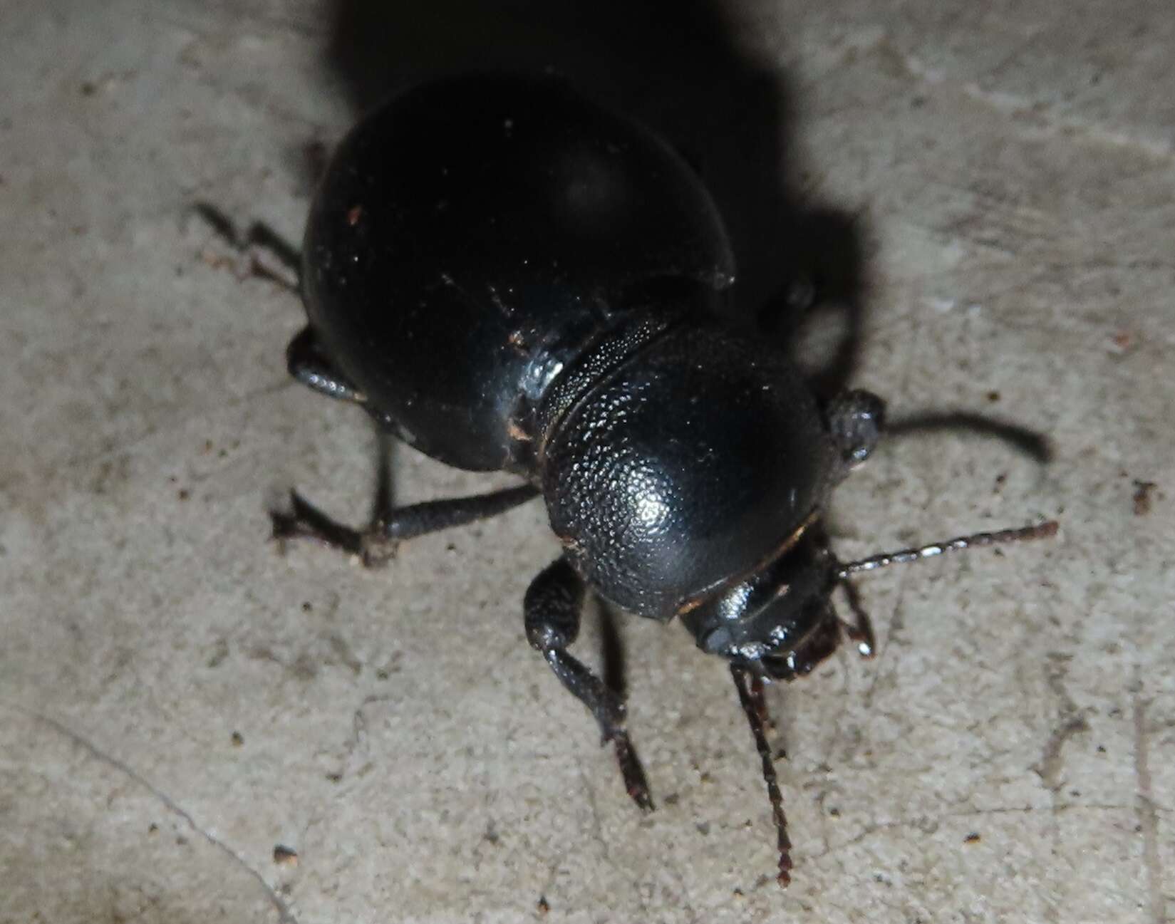 Image of Ocnodes (Ocnodes) scrobicollis Fåhraeus 1870