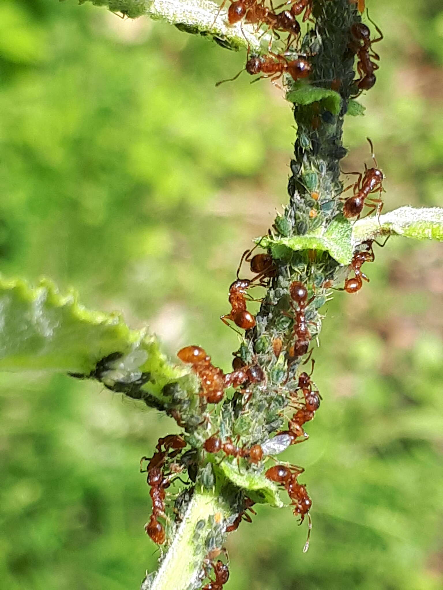 Image of Aphis (Aphis) farinosa Gmelin & J. F. 1790