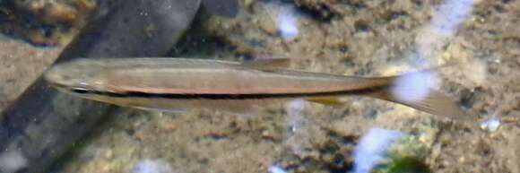 Image of Broad striped rasbora