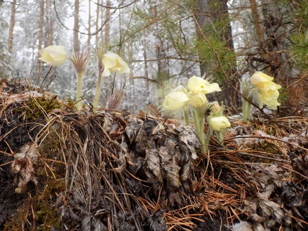 Image of eastern pasqueflower