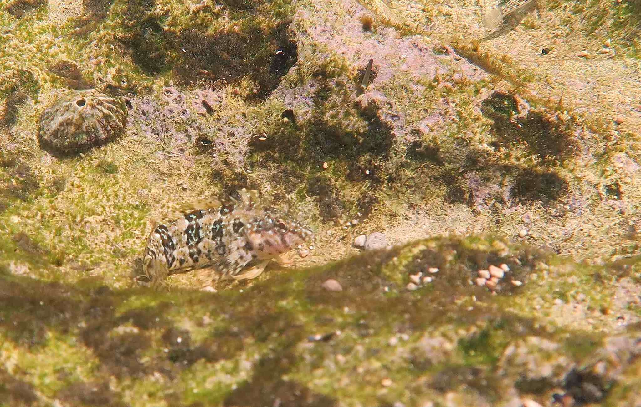 Image of Barfin Blenny