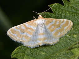 Image of Idaea sericeata