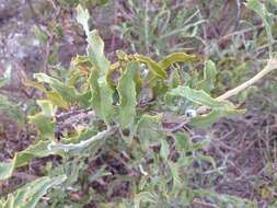 Image of Jacksonia floribunda Endl.