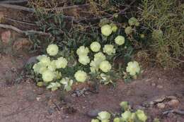 Image of Desert primrose