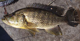Image of Thinface cichlid