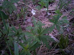 Image of Geranium pseudosibiricum J. Mayer