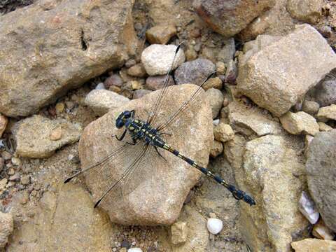 Imagem de Ceratogomphus triceraticus Balinsky 1963