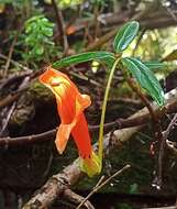 Image de Columnea rubricaulis Standl.