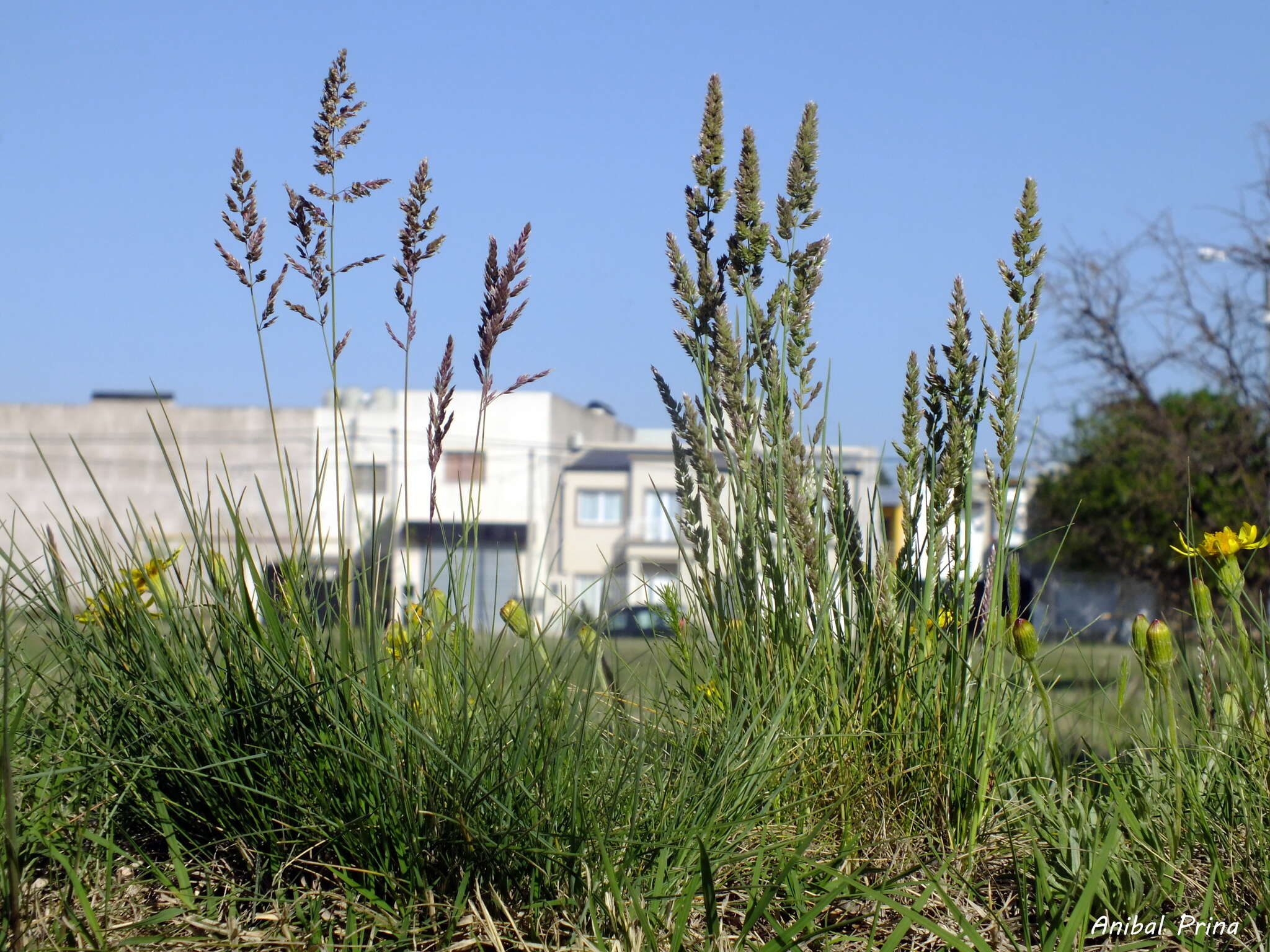 Image of Poa ligularis Nees ex Steud.