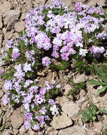 Imagem de Phlox diffusa Benth.