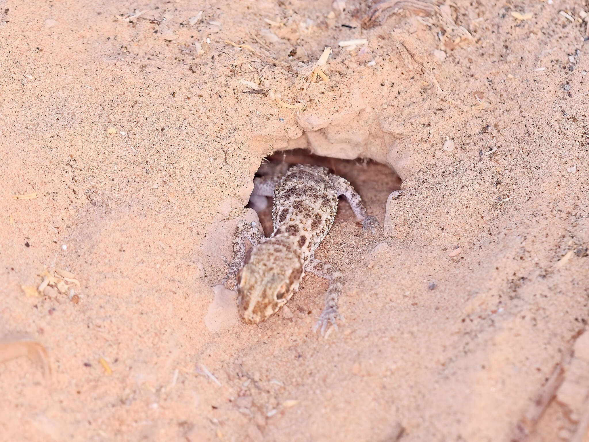 Image of Baiuch Rock Gecko