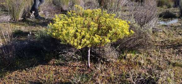 Image of Leucadendron modestum I. Williams