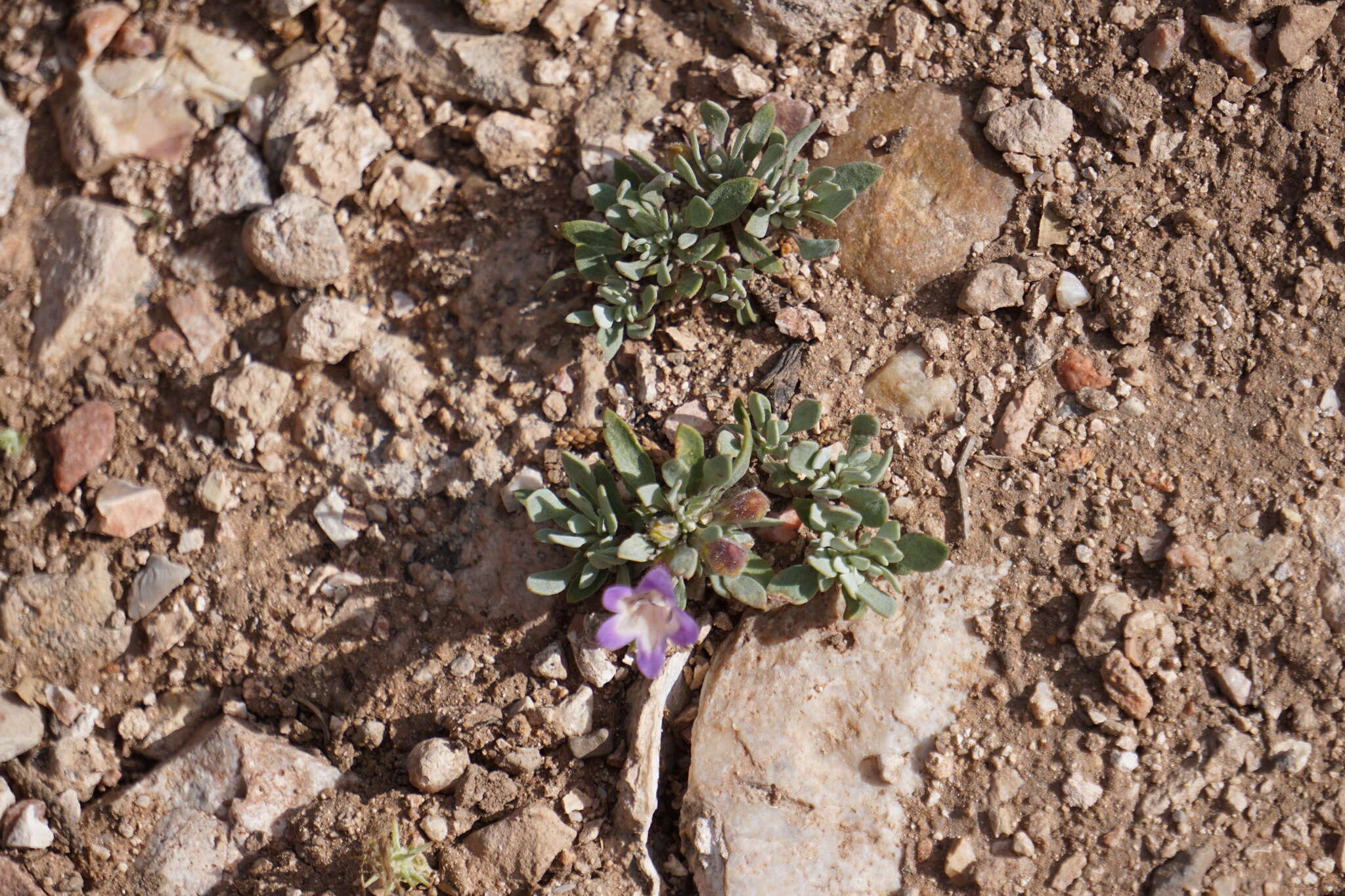 Image of Thompson's beardtongue