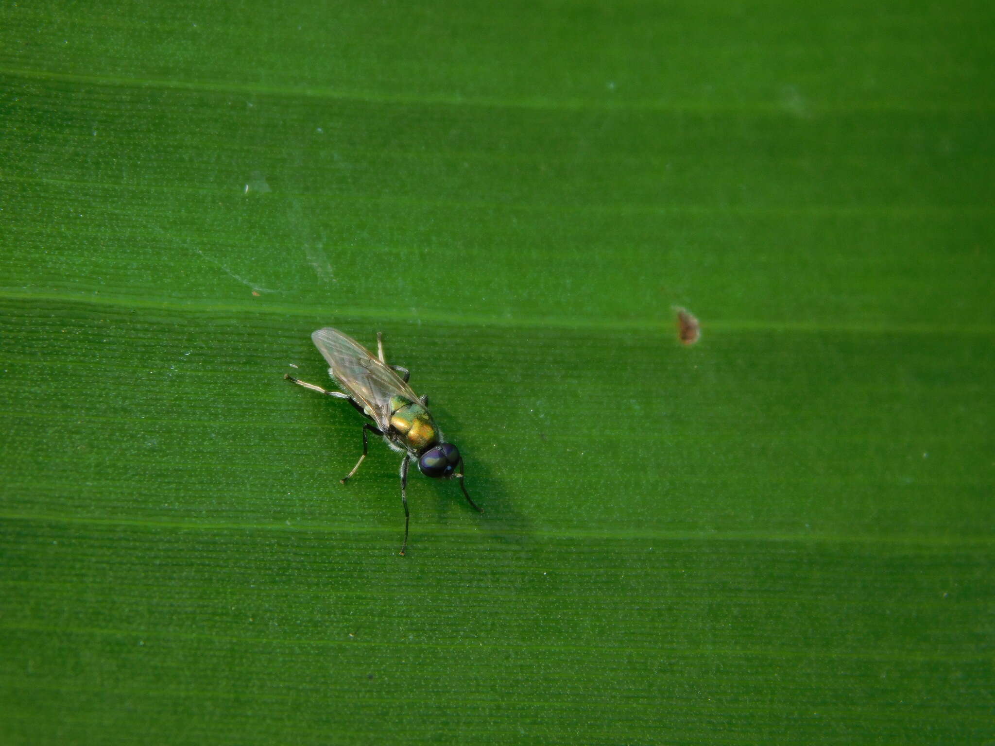 Imagem de Prosopochrysa vitripennis (Doleschall 1856)