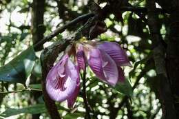 Image of Clitoria sagotii Fantz