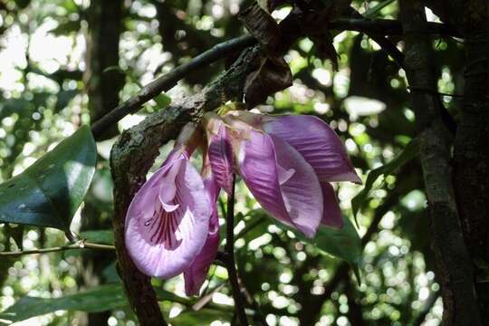 صورة Clitoria sagotii Fantz