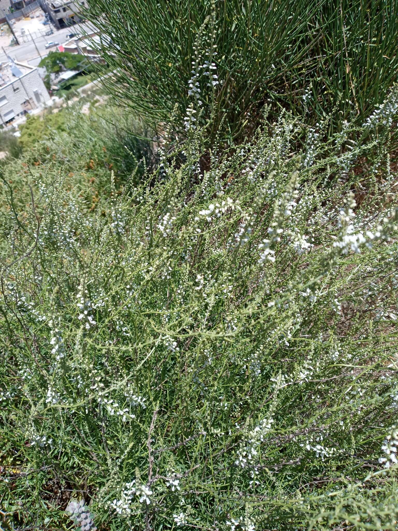 Image of Anarrhinum forskaohlii (J. F. Gmel.) Cuf.