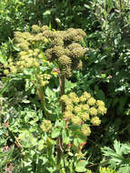 Image of Gray's angelica