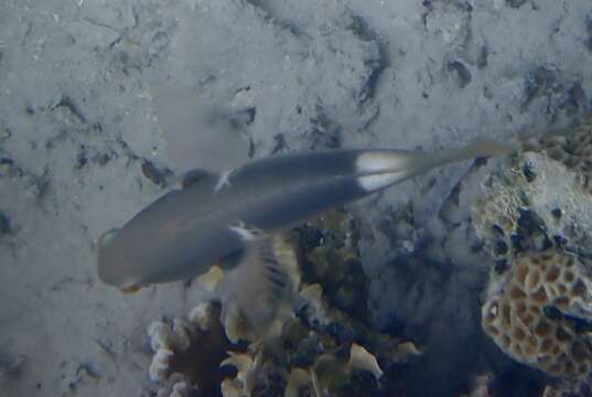 Image of Anchor trunkfish