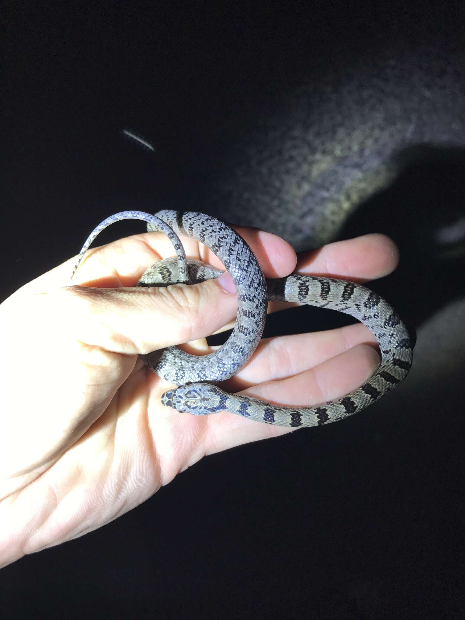 Image of Baird's Rat Snake