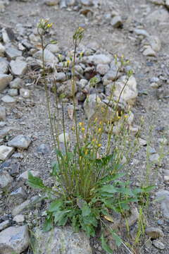 Image of Crepis multicaulis Ledeb.