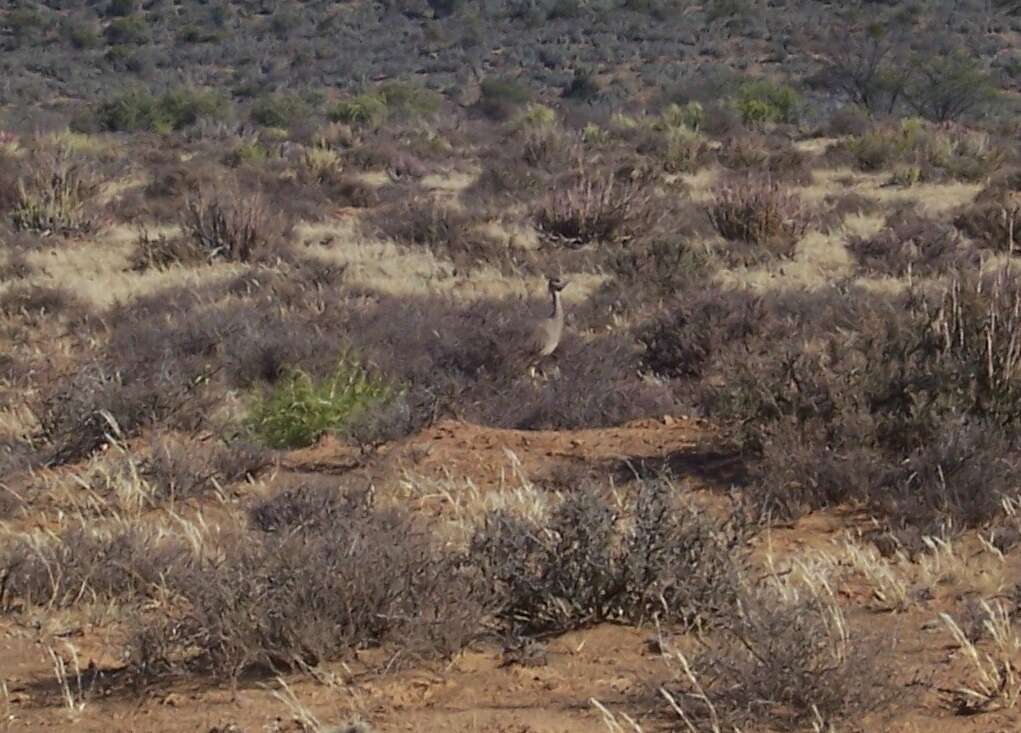 Image of Karoo Bustard