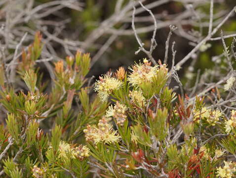 Sivun Callistemon pityoides Miq. kuva