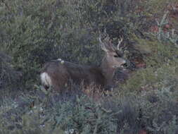 Image of Odocoileus hemionus eremicus (Mearns 1897)