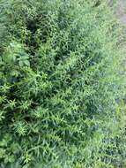 Image de Solidago lancifolia (Torr. & A. Gray) Chapman