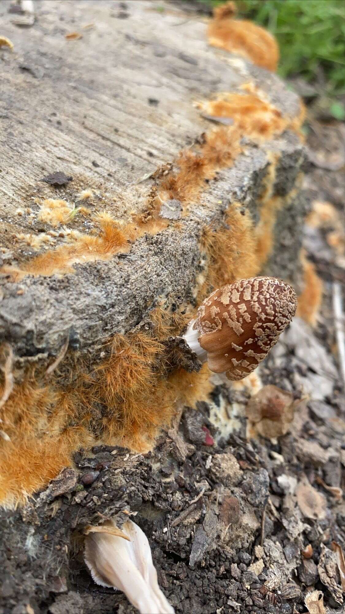 Coprinellus domesticus (Bolton) Vilgalys, Hopple & Jacq. Johnson 2001的圖片