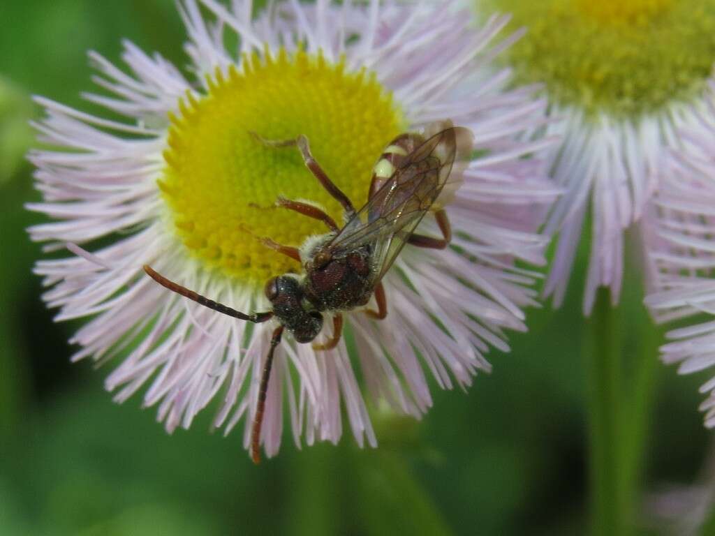 Nomada cuneata (Robertson 1903) resmi