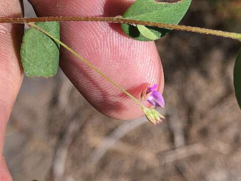 Image of Indigofera sarmentosa L. fil.