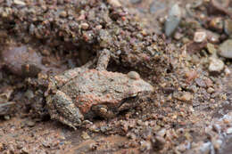 Image of Northern Flinders Ranges froglet