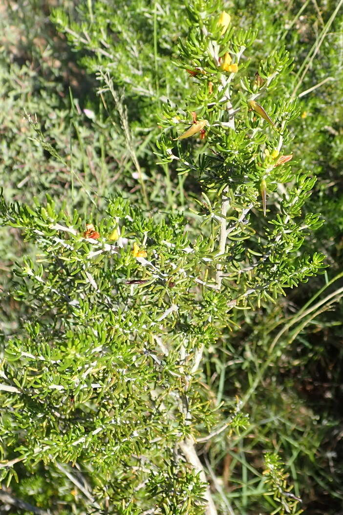 Image of Aspalathus lactea subsp. adelphea R. Dahlgren