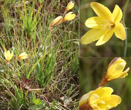 Image of fragrant wandflower