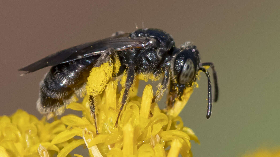 Image of Pseudopanurgus andrenoides (Smith 1853)