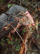 Image of Gymnopus imbricatus J. A. Cooper & P. Leonard 2013