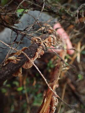 Imagem de Gymnopus imbricatus J. A. Cooper & P. Leonard 2013