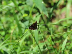 Image de Isoteinon lamprospilus formosanus Fruhstorfer 1910