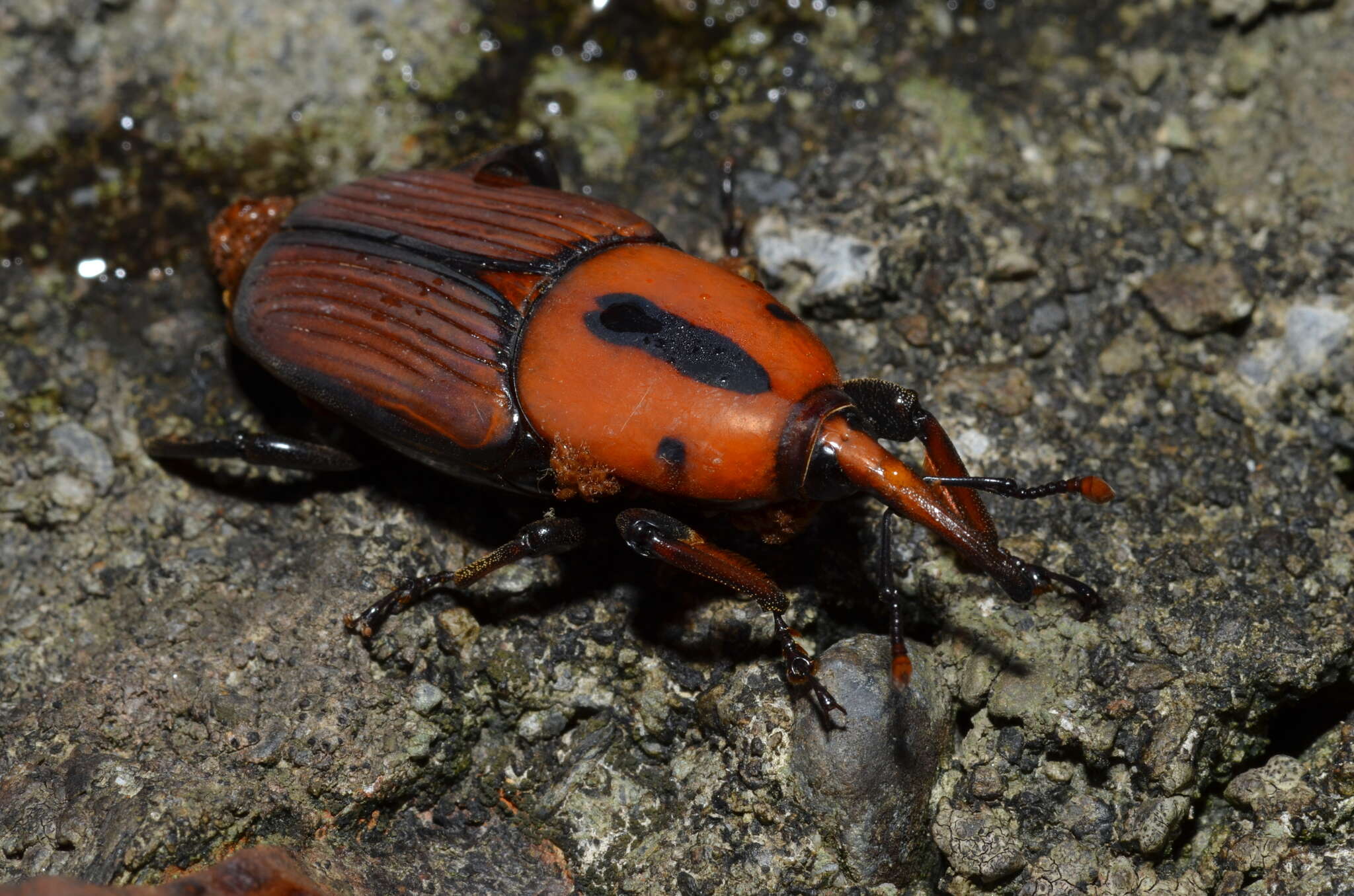 Imagem de Rhynchophorus ferrugineus (Olivier & A. G. 1791)