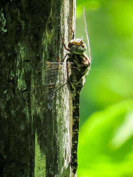 Image of Pygmy Darners