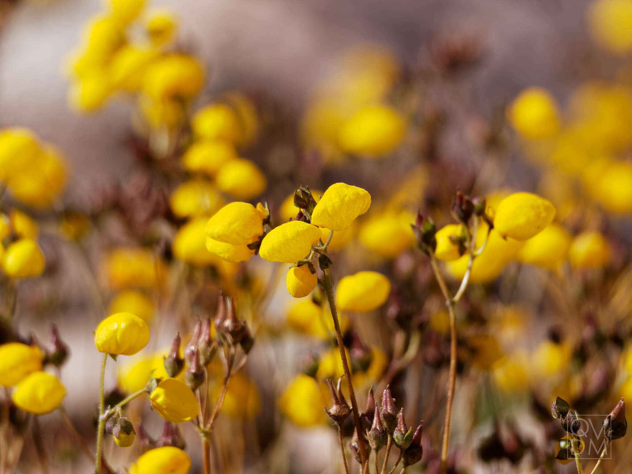 Image of Calceolaria filicaulis subsp. luxurians (Witasek) C. Ehrhart