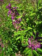 Image of Ocimum serratum (Schltr.) A. J. Paton