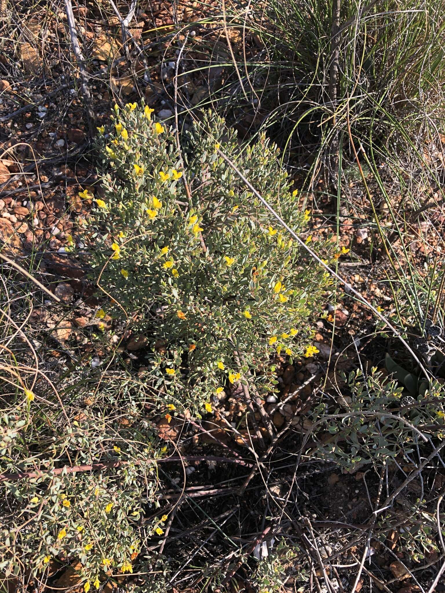 Image of <i>Rafnia <i>capensis</i></i> subsp. capensis