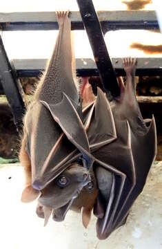 Image of greater short-nosed fruit bat