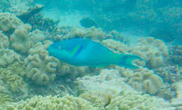 Image of Blue Parrotfish