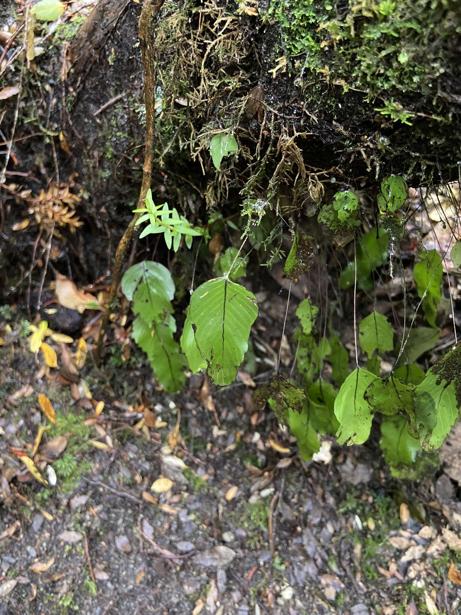 Image of Hymenophyllum cruentum Cav.