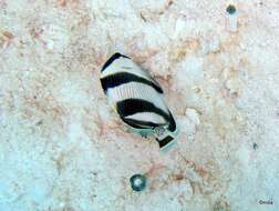 Image of Banded Butterflyfish