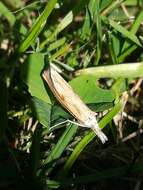 Image of Barred Grass-veneer